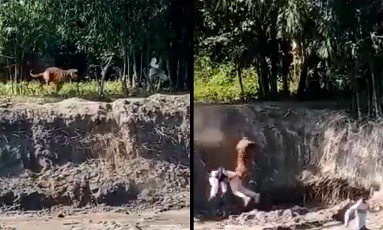 In einem Video eines Augenzeugen, sieht man den Tigerangriff. 