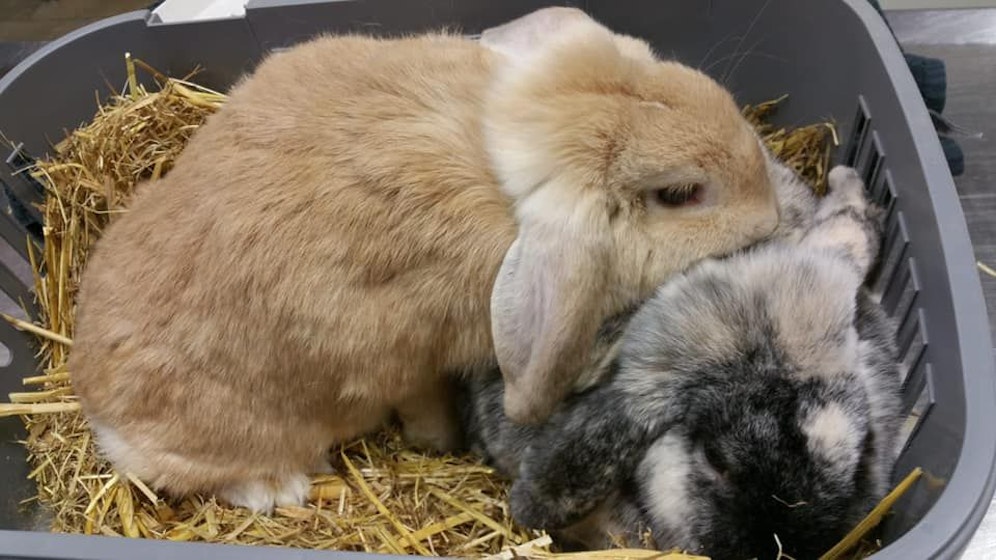 Die beiden Schlappohren sind jetzt in Sicherheit.