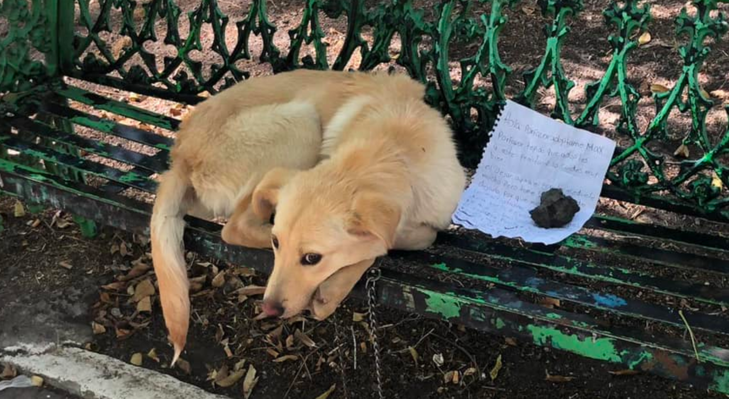Der Hund wurde an eine Parkbank gekettet – zusammen mit einer Botschaft.