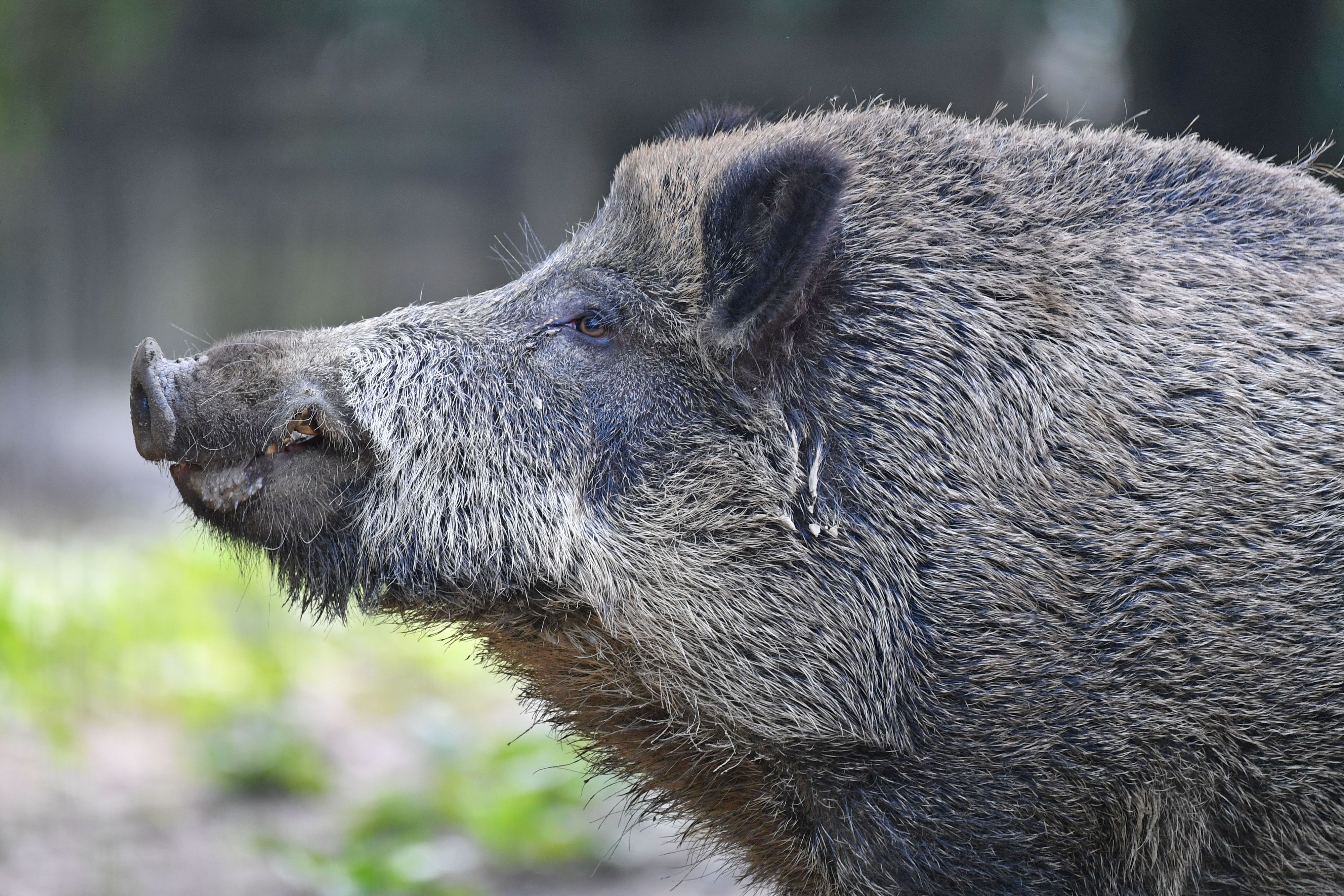 Ein ausgewachsenes Wildschwein&nbsp;hatte für einen Polizeieinsatz gesorgt.