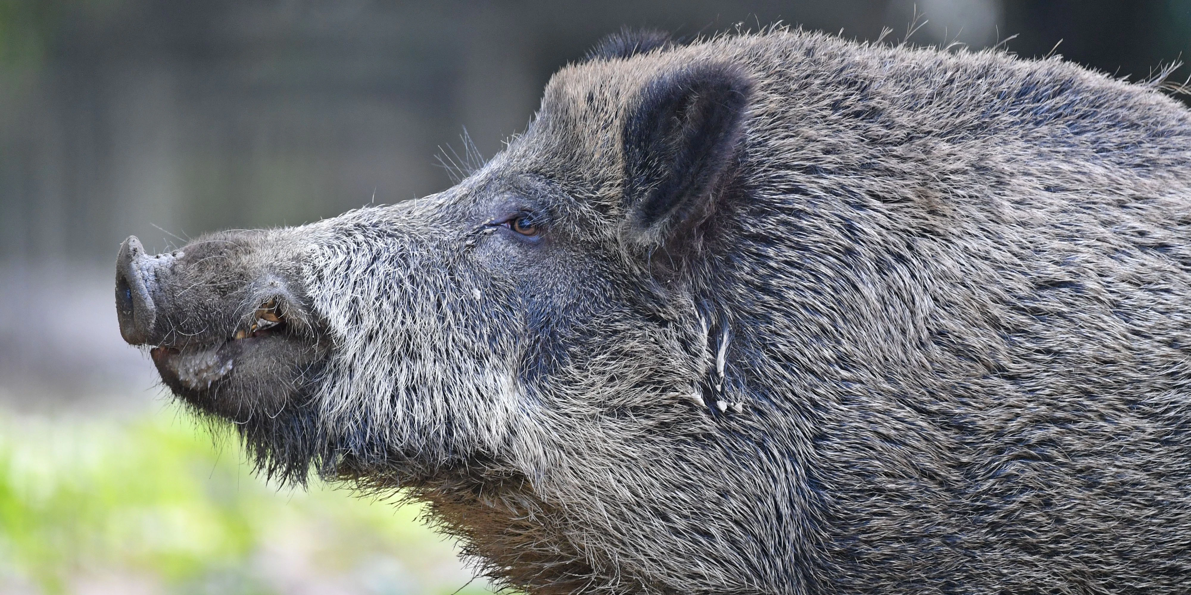 Ein ausgewachsenes Wildschwein 