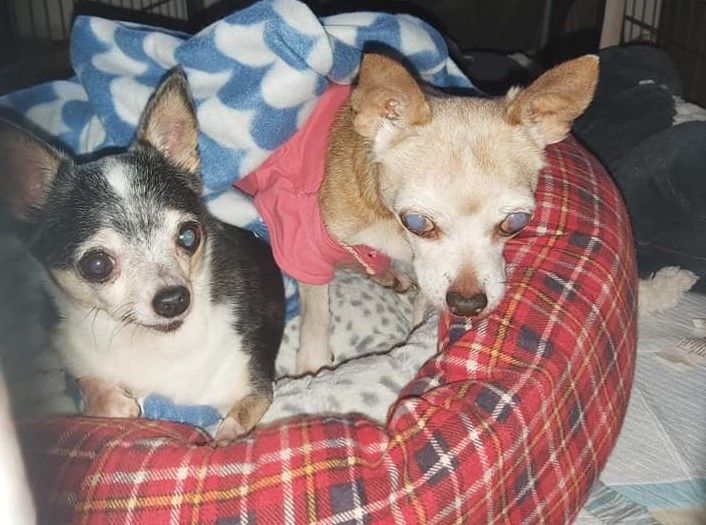 Die ausgesetzte Hündin Sissy (re.) ist nun wieder mit ihrer Schwester vereint.