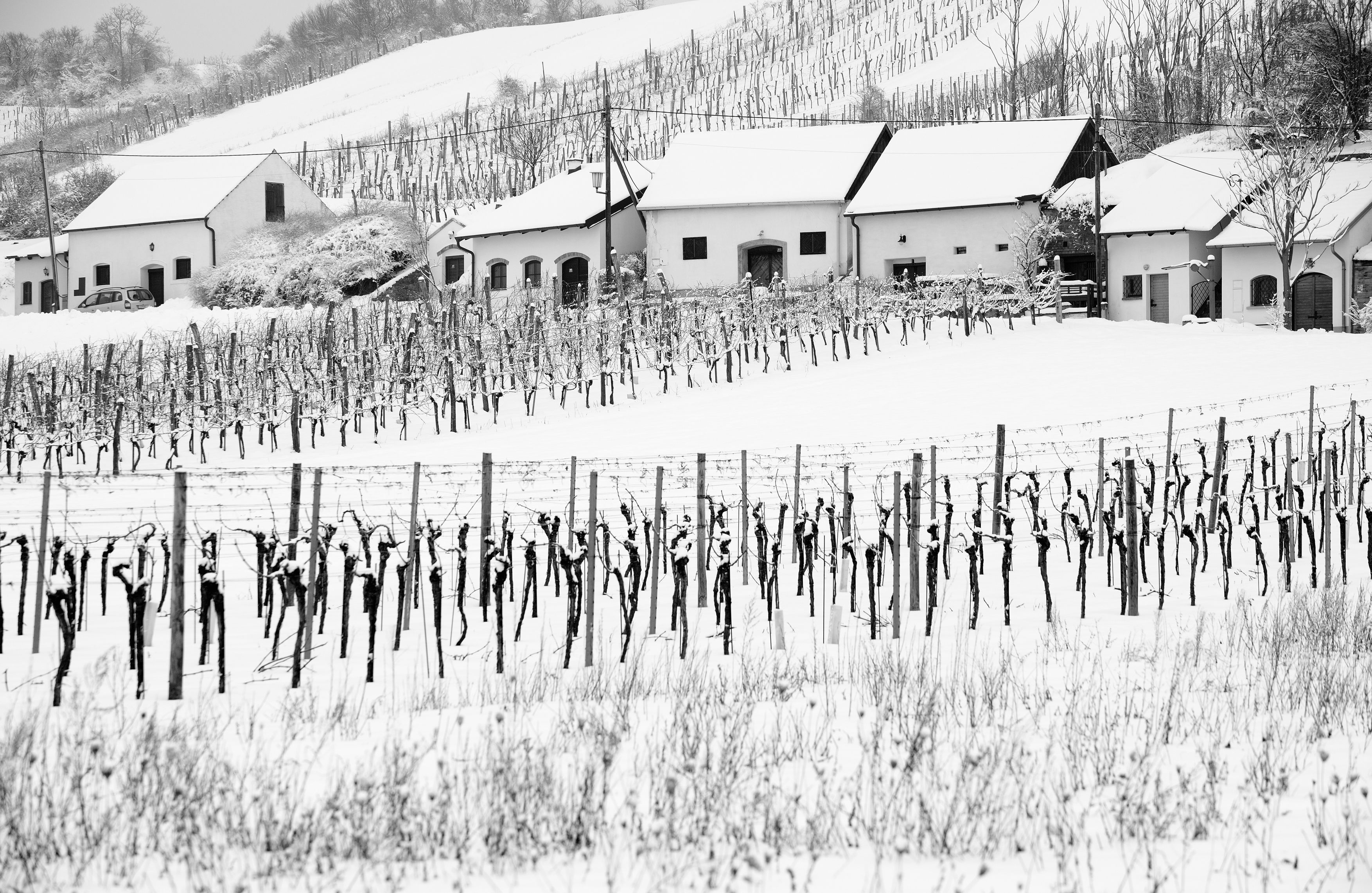 Verschneite Kellergasse mit Weinberg in Enzersfeld im Weinviertel. Archivbild