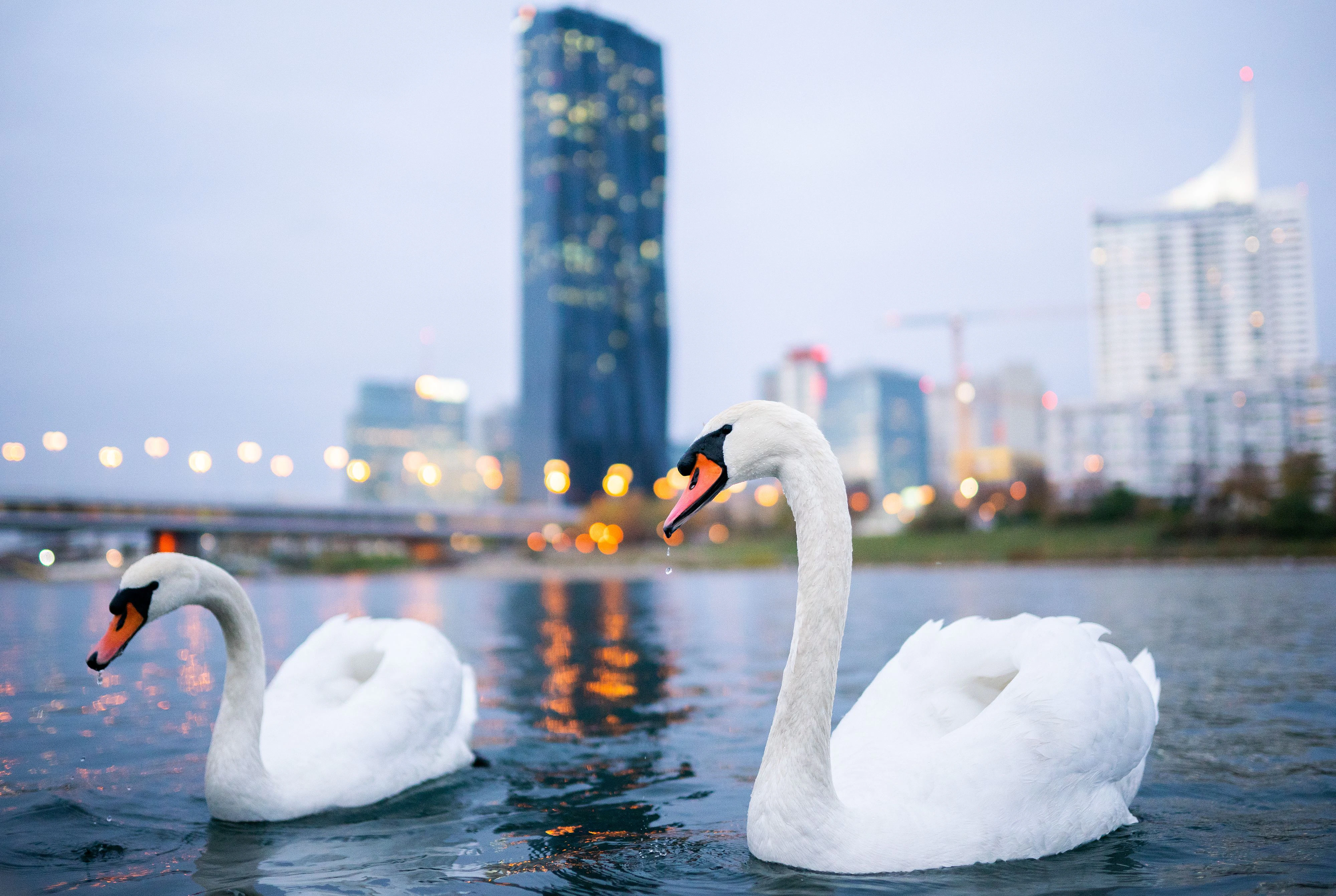 Gegenüber der Donauplatte schwimmen zwei Schwäne in der Donau. Aufgenommen im November 2020
