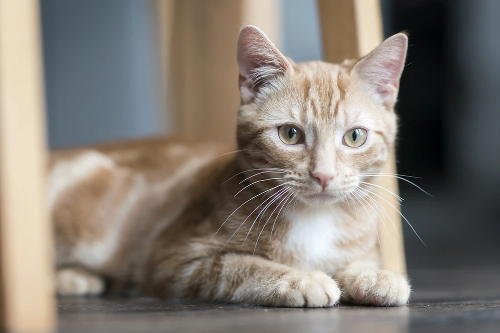 Diese Katze wurde mit einem Luftdruckgewehr angeschossen. Archiv- und Symbolbild
