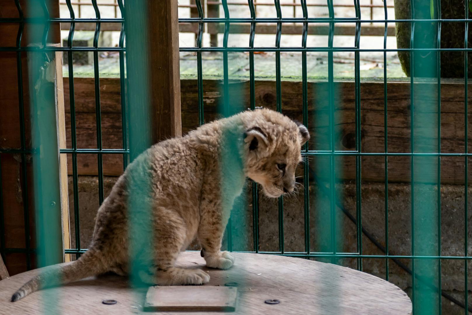Das kleine, traurige Löwenbaby wurde kommerziell ausgebeutet und musste mit Touristen posieren. 