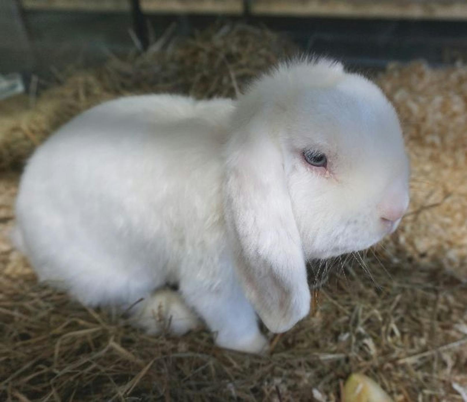 Drei Kaninchen sind in einem Park im 14. Bezirk ausgesetzt worden.