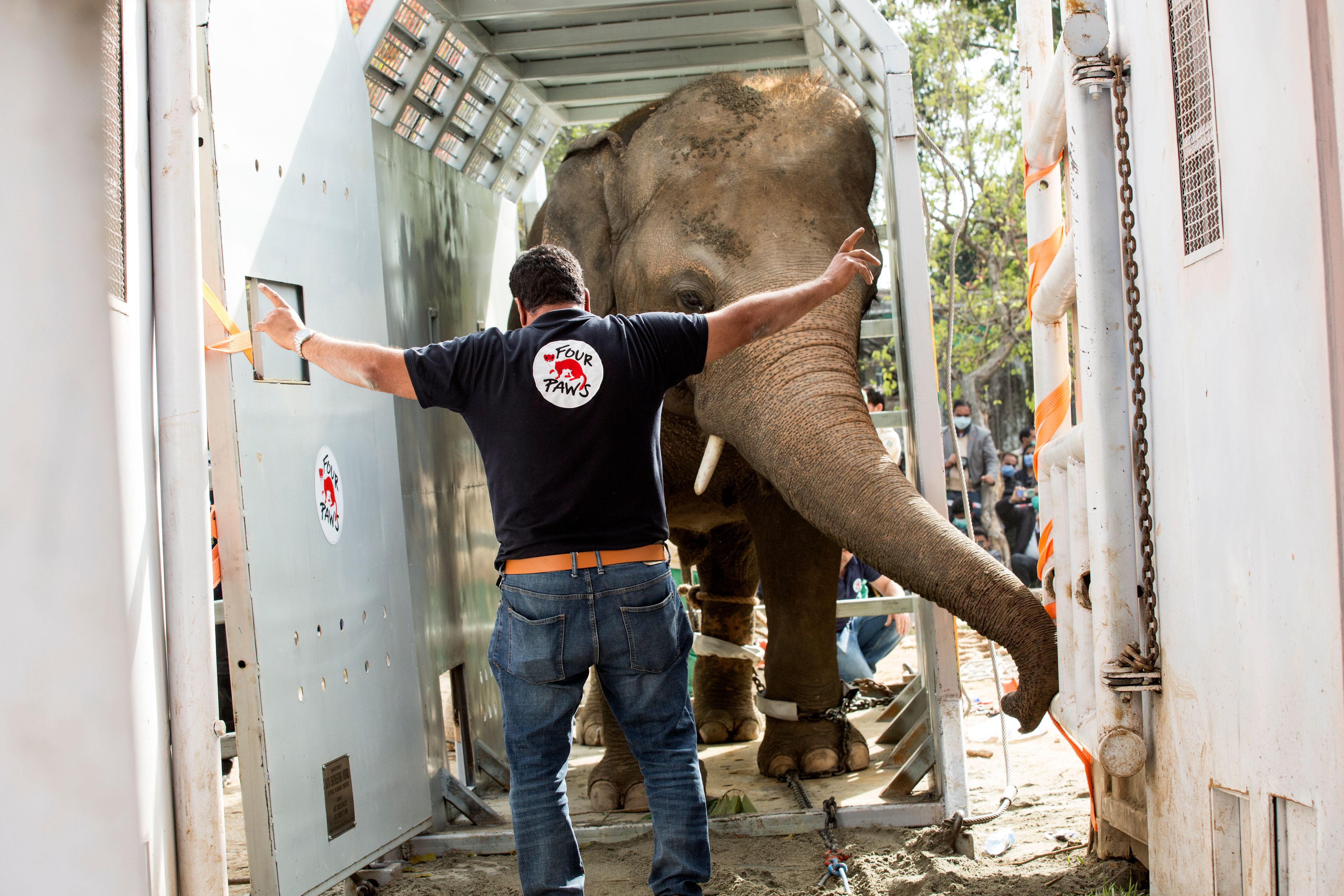"Kaavan"  wird nun vom einsamsten zum glücklichsten Elefanten und fliegt nach Kambodscha. 