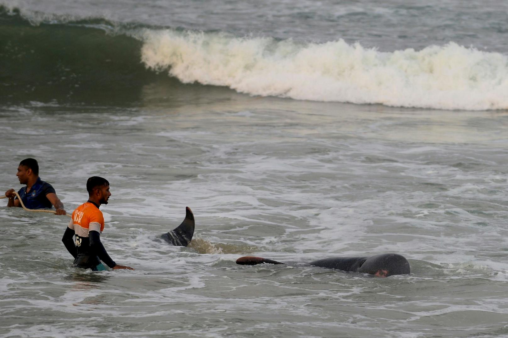 Die Helfer kämpfen mit vollem Einsatz um das Leben der gestrandeten Wale