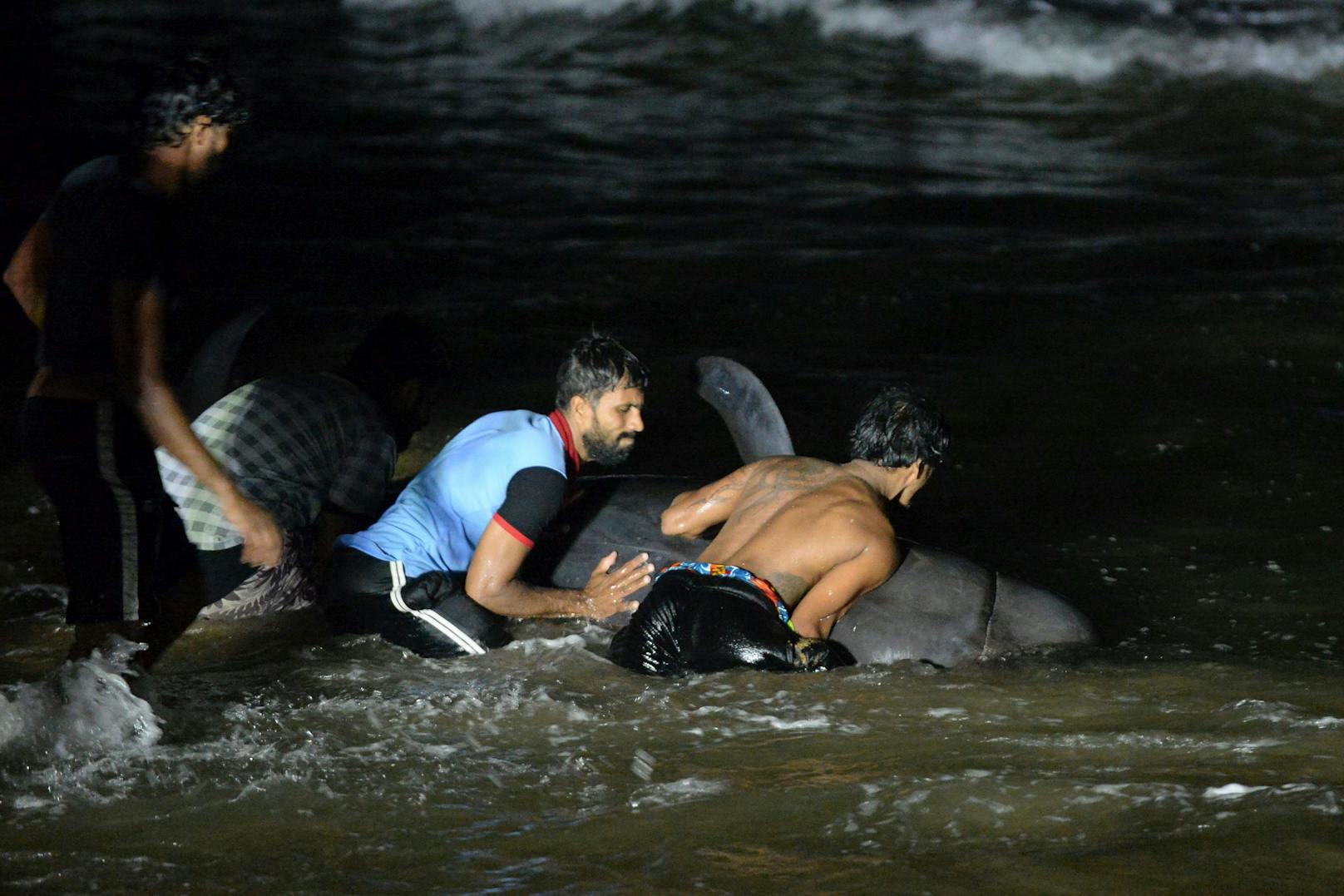 Mehrere Freiwillige und Marinesoldaten retteten 120 gestrandete Grindwale an der Küste Sri Lankas.