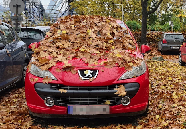 Herbstlicher Schnappschuss aus Urfahr. 