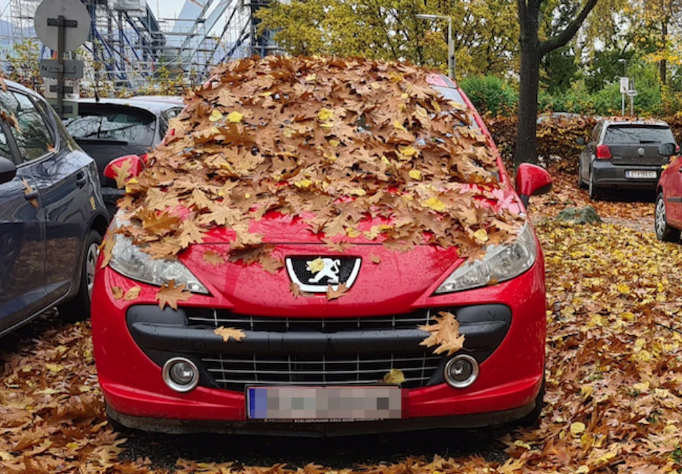 Herbstlicher Schnappschuss aus Urfahr. 