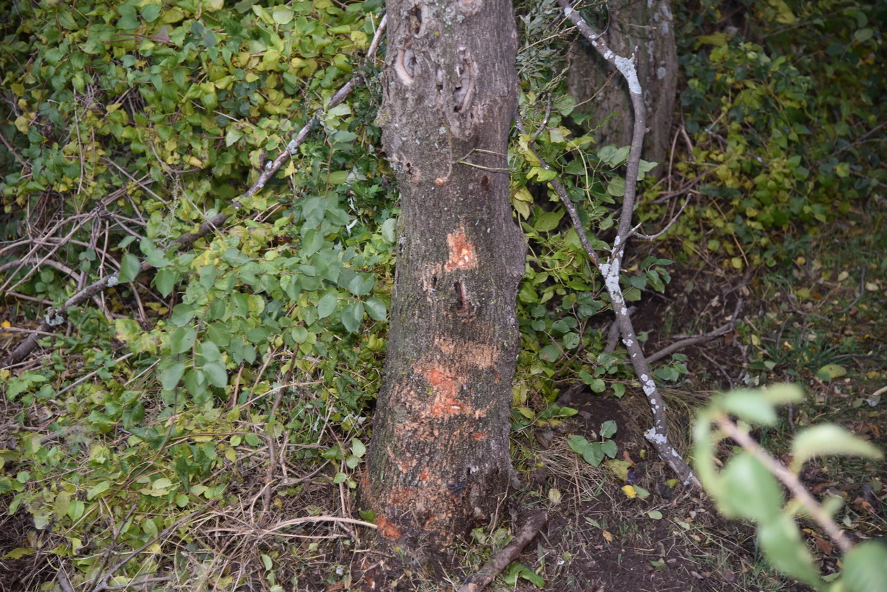 Gegen diesen Baum prallte die Lenkerin.