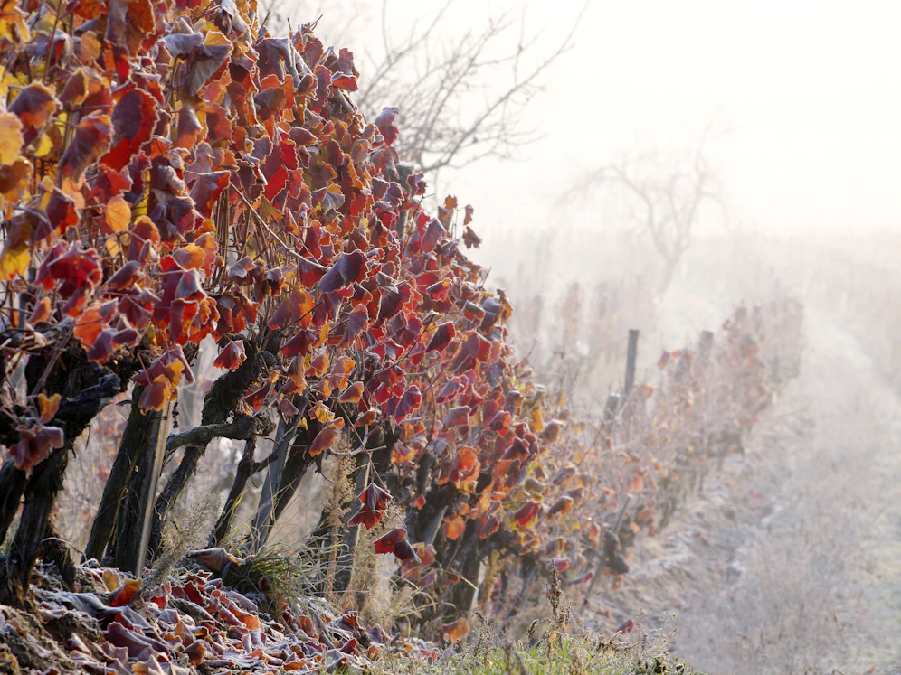 Spätherbstlicher Morgenfrost in einem Weingarten