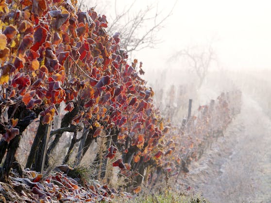 Spätherbstlicher Morgenfrost in einem Weingarten