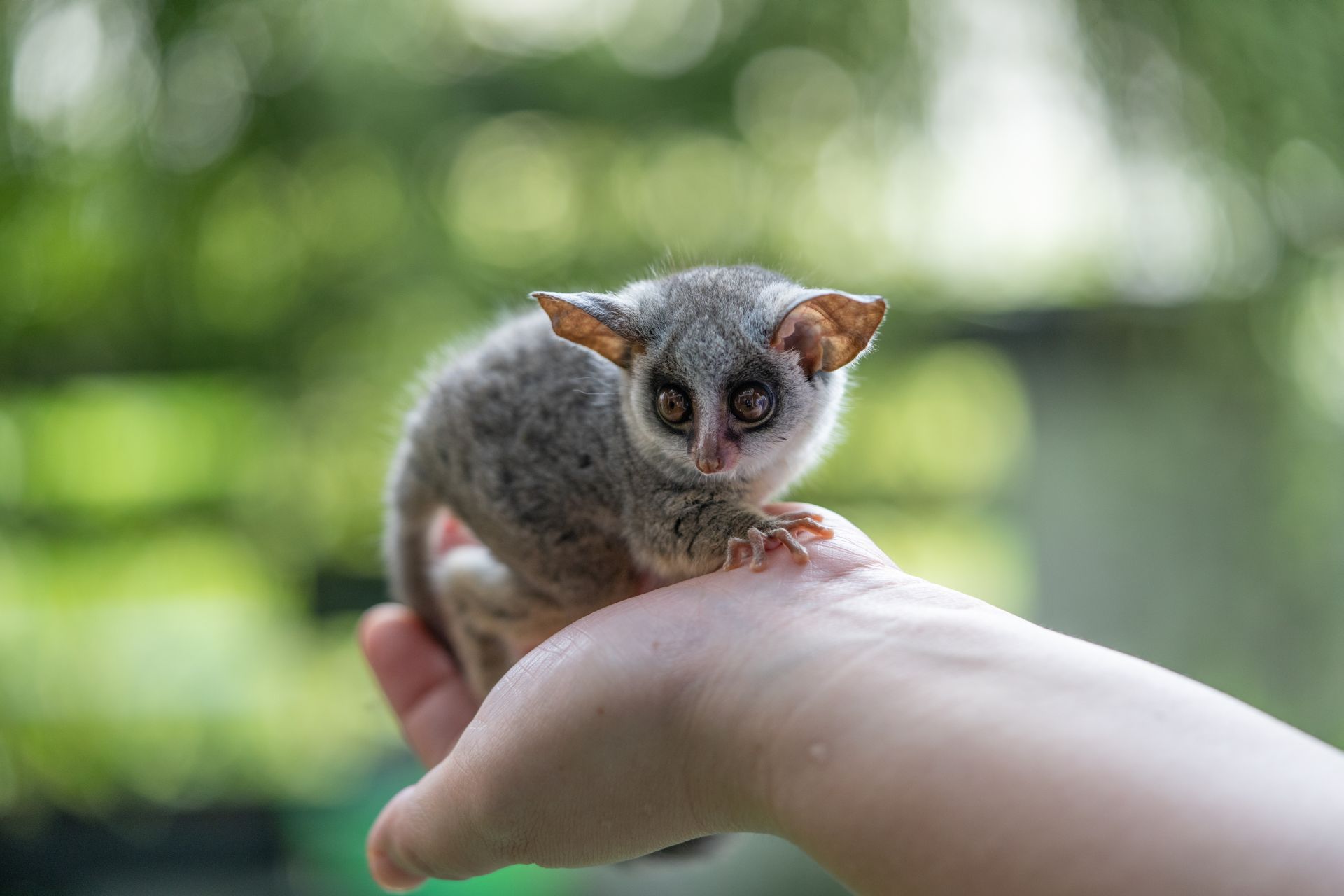 Buschbabys werden nur 300 Gramm schwer und sind nachtaktiv. 