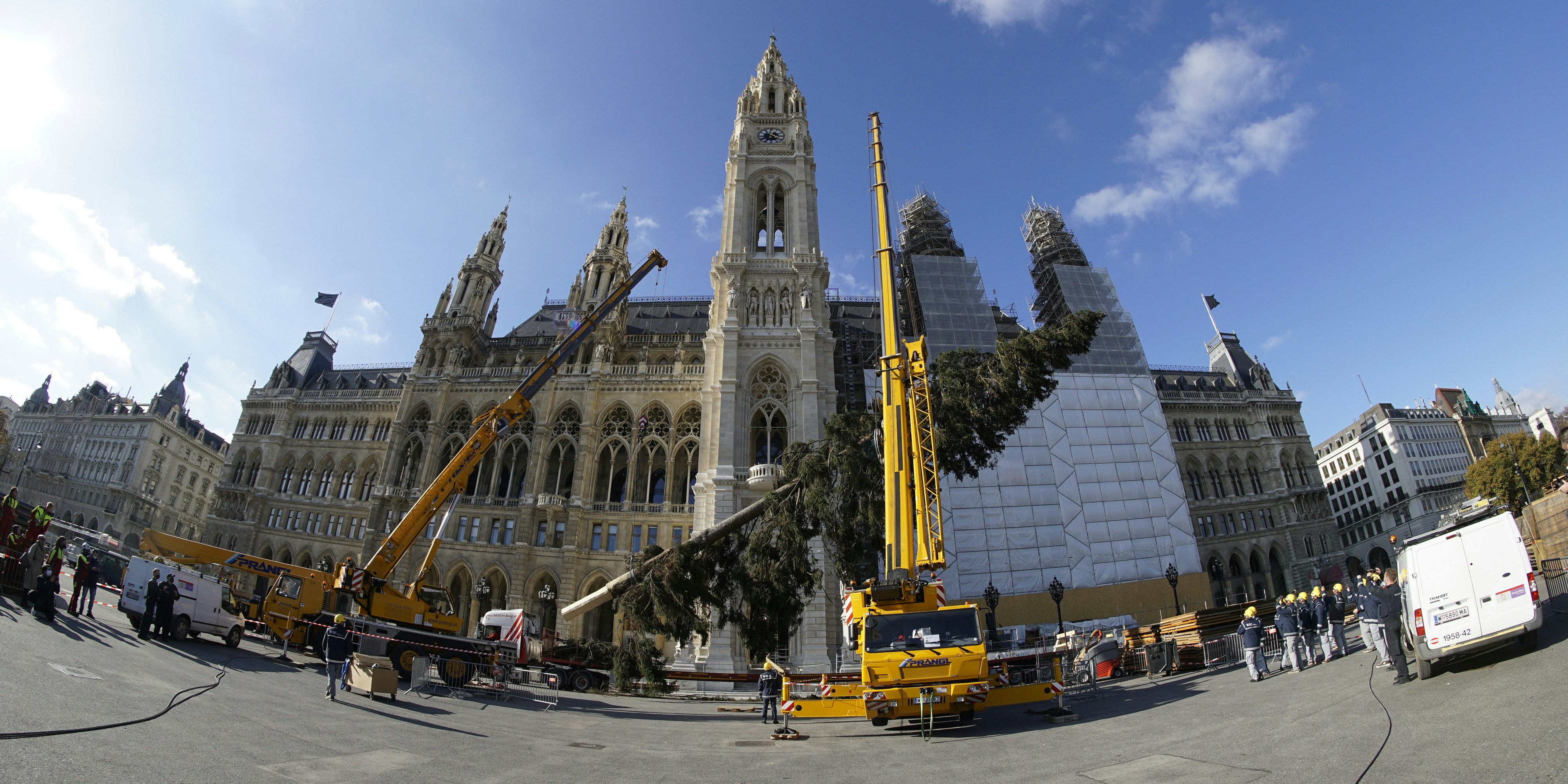 Der Weihnachtsbaum für den Rathausplatz ist da