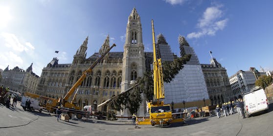 Der Weihnachtsbaum für den Rathausplatz ist da – mittlerweile sogar schon aufgeputzt.