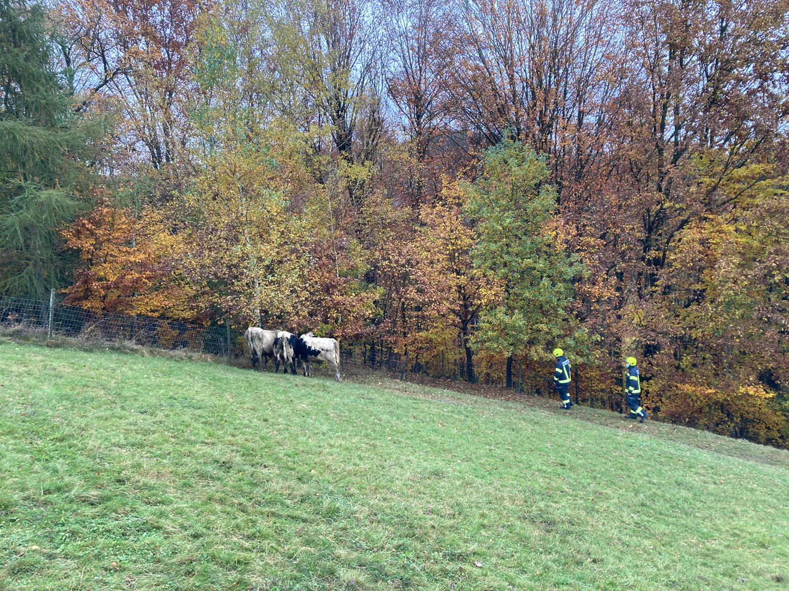 Die Polizei bittet um Hinweise auf die entlaufenen Tiere.