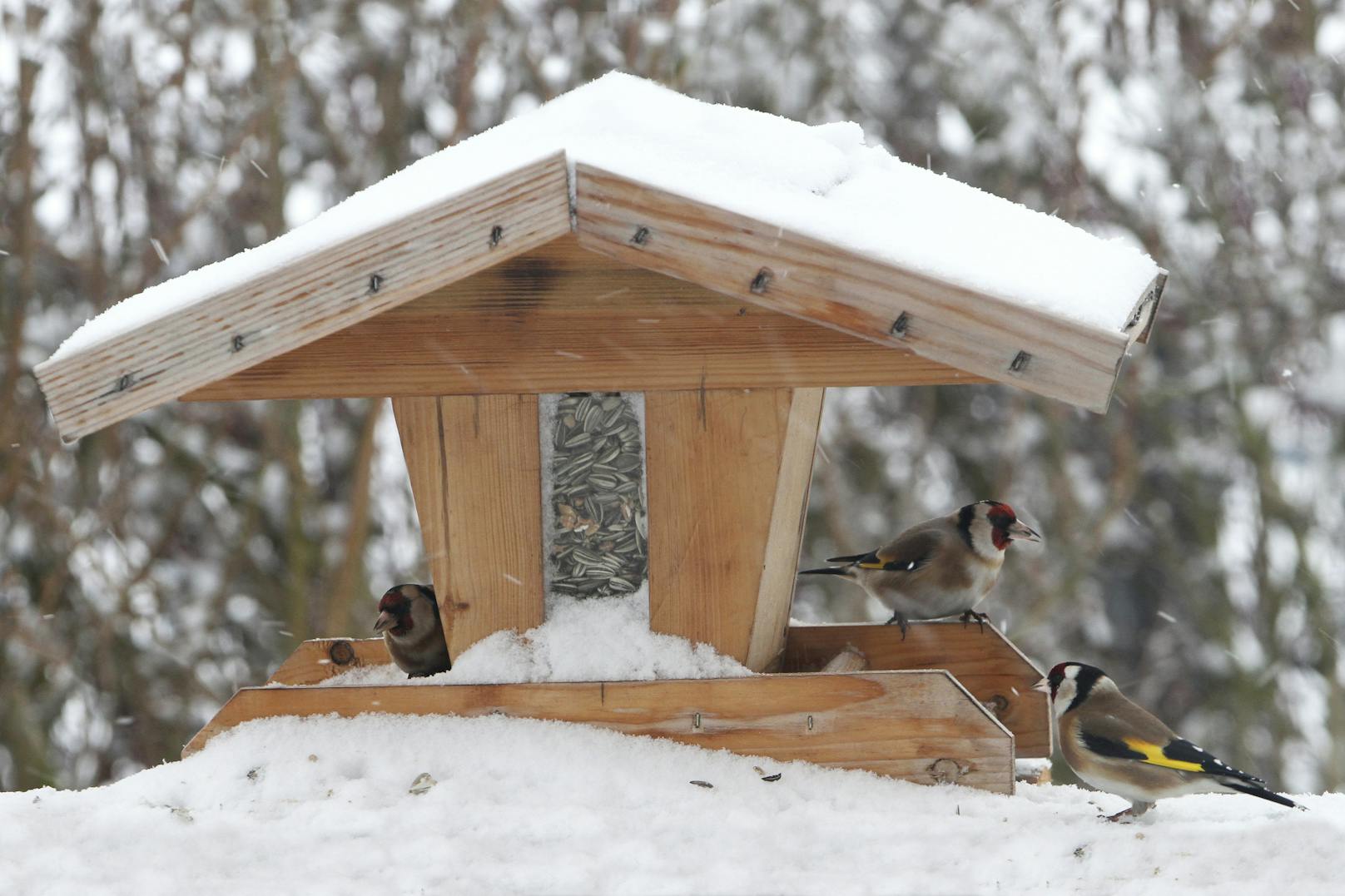 Der Winter naht in großen Schritten und die Vogelhäuschen werden aufgehängt. Doch damit alleine ist es nicht getan. 