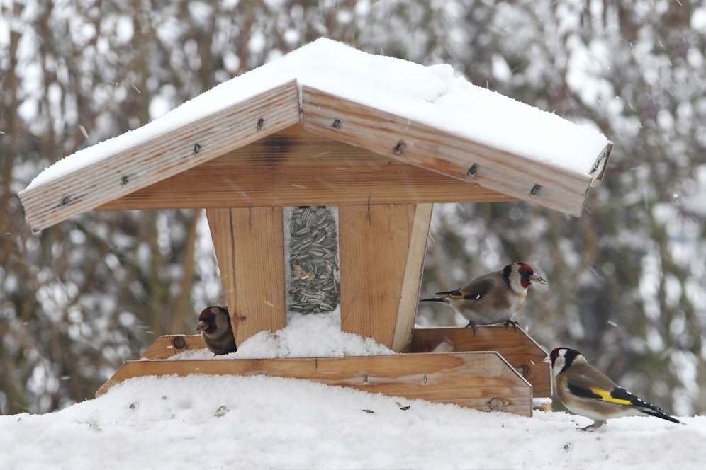 Der Winter naht in großen Schritten und die Vogelhäuschen werden aufgehängt. Doch damit alleine ist es nicht getan. 
