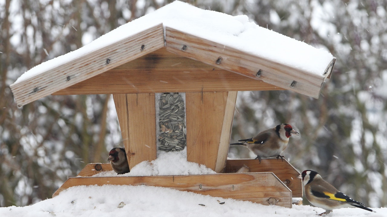 Heute.at - Diese 5 Fehler solltet ihr beim Vogelhäuschen vermeiden