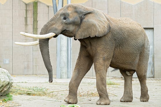 "Tembo" kommt aus dem Dresdner Zoo und soll in Schönbrunn für Nachwuchs sorgen.