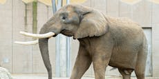 Neuer Elefantenbulle in Schönbrunn angekommen