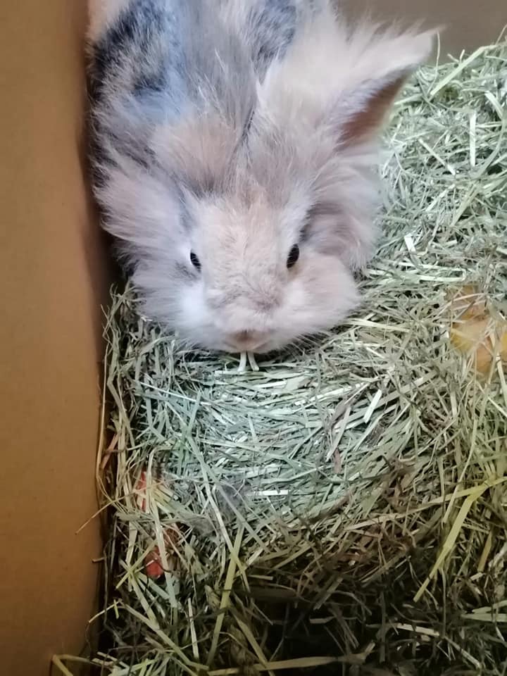 Zwei Kaninchen wurden bei der Tullner Pfotenhilfe abgegeben.