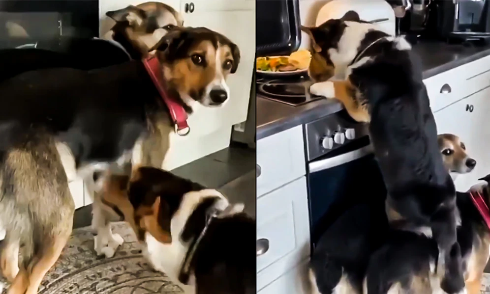 Wie lustig! Diese Hundetrio hat sich das wohl bei den Bremer Stadtmusikanten abgeschaut. 