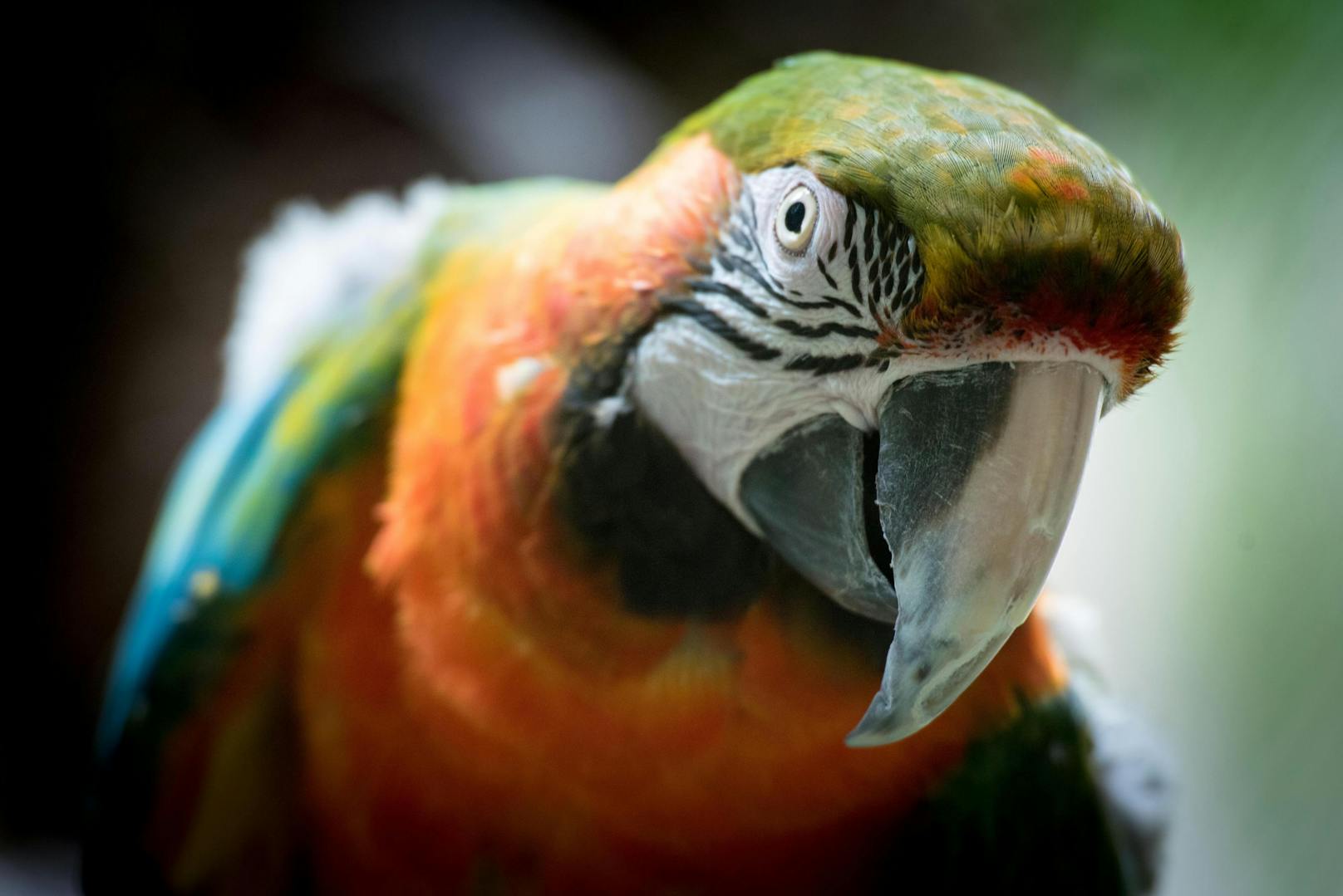 Ein Papagei rettete seinem schlafendem Besitzer das Leben. Dass die Vögel zu Lebensrettern werden, ist kein Einzelfall. <br>