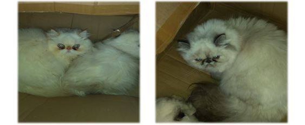 Die Katzen waren verwahrlost und sehr abgemagert.