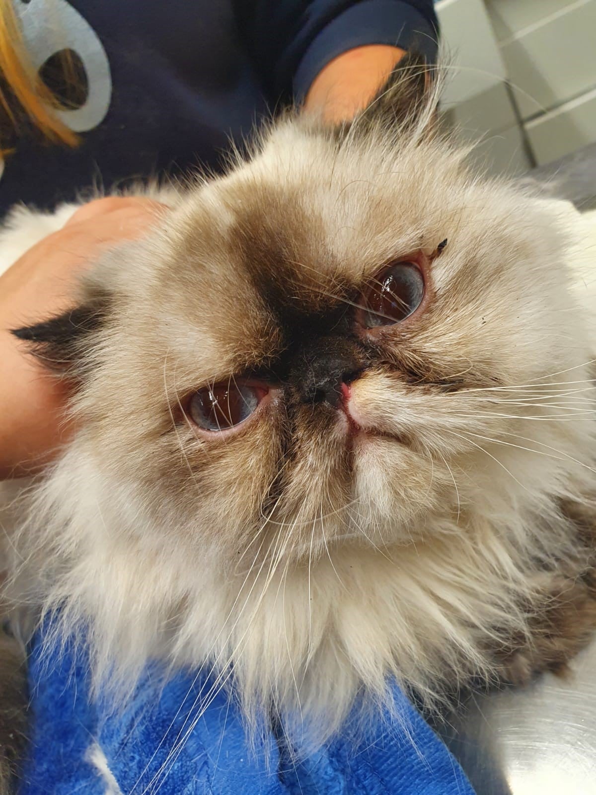 Die Augen waren bei allen entzündet.