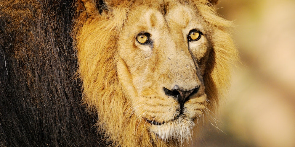 Geht es nach dem Zoodirektor, könnte Subali (14) bald getötet werden.