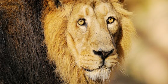 Geht es nach dem Zoodirektor, könnte Subali (14) bald getötet werden.