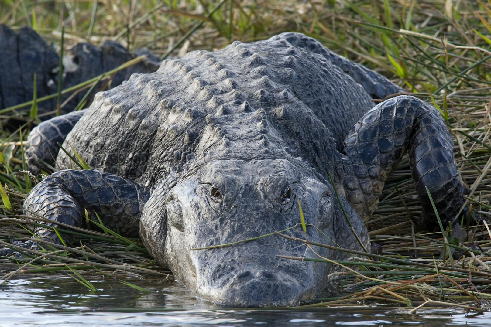 Ein amerikanischer Alligator (Alligator mississippiensis) im Everglades Nationalpark, Florida