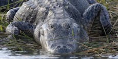 Ärztin wird während Rettung von Alligatoren zerfleischt