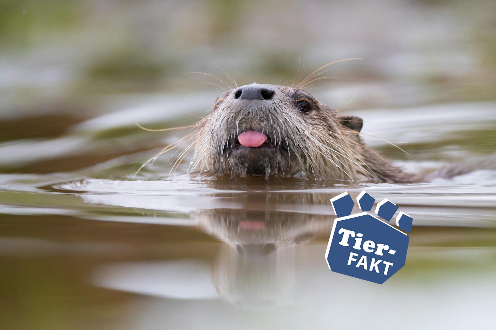Tierfakt der Woche: Den Kot von Fischottern nennt man "Otterlosung" und er duftet angenehm nach Fisch, Honig und/oder Veilchen. 