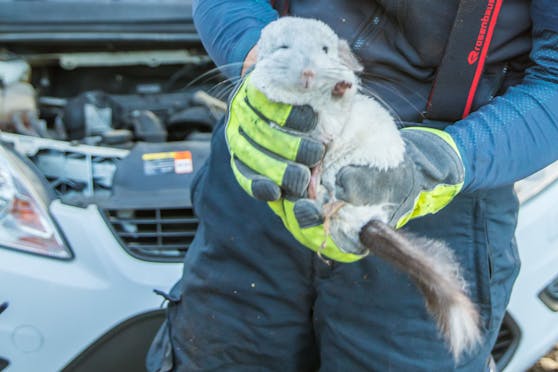 Einer der Nager konnte von der Feuerwehr gerettet werden, hatte sich in einem Auto versteckt.