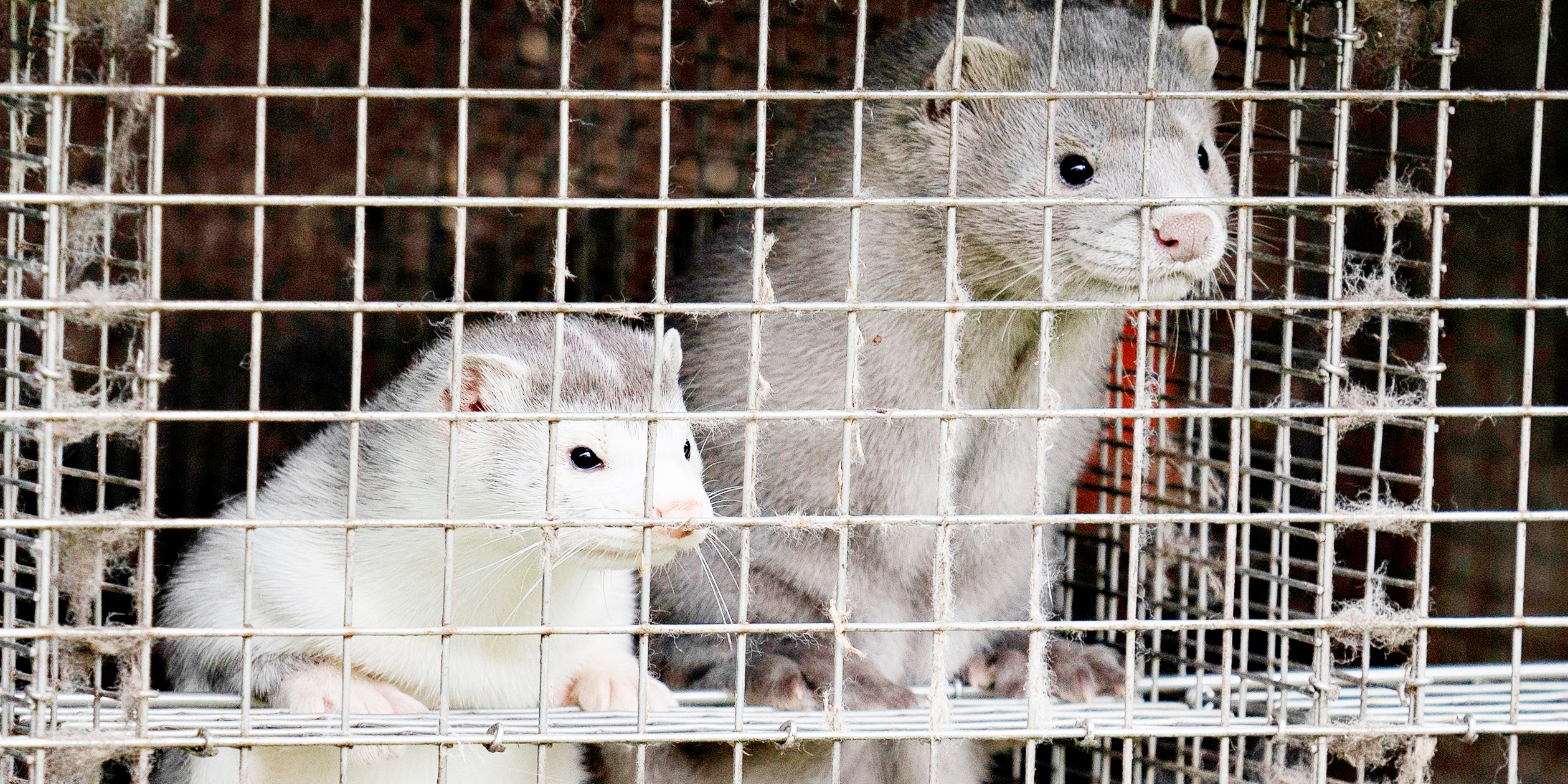 In Dänemark müssen vorsorglich alle Nerze sterben.