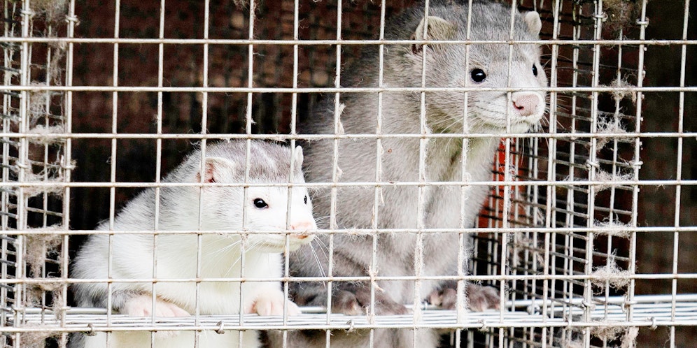 In Dänemark wurden Millionen Nerze getötet.