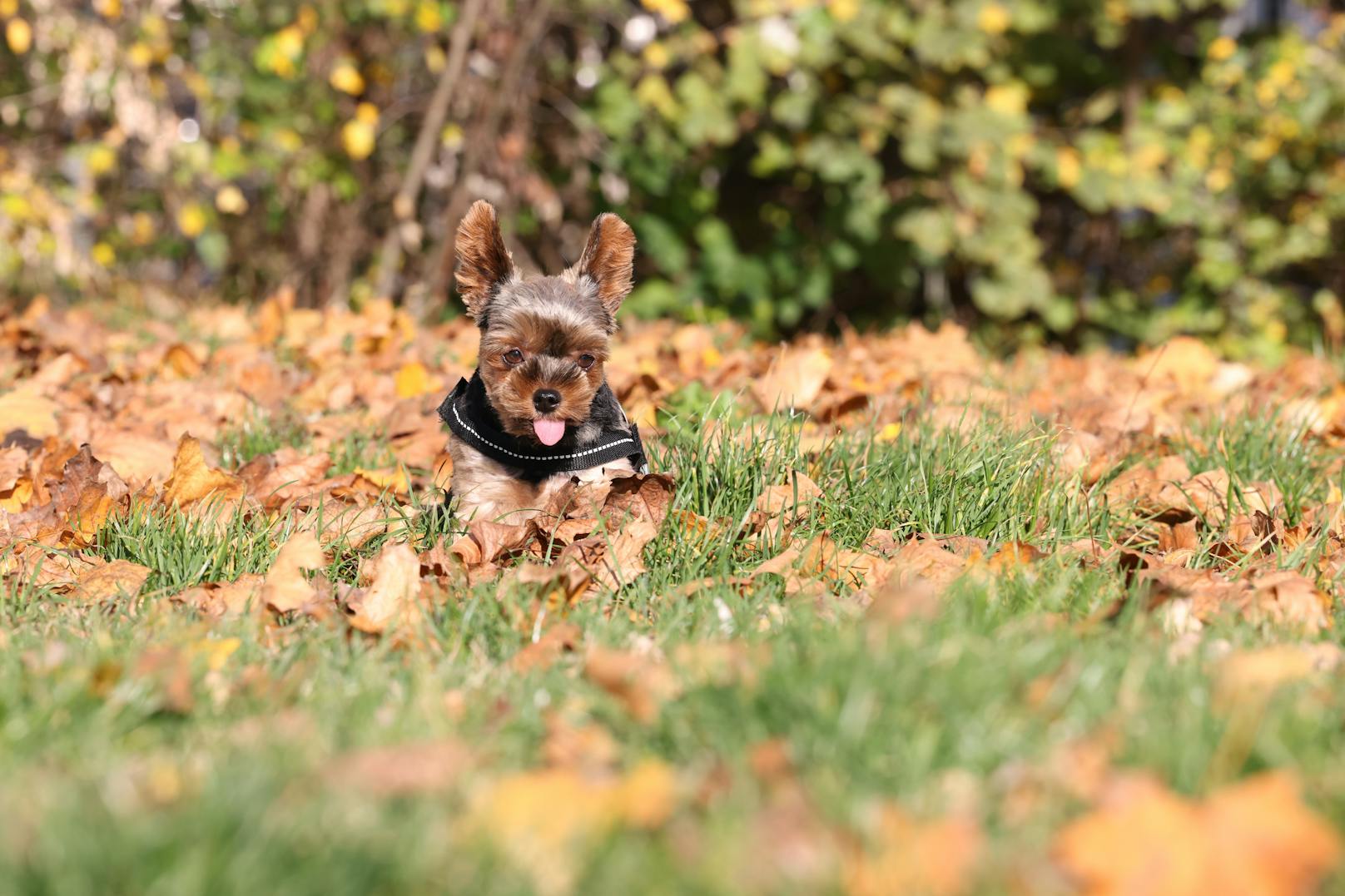 Yorkshire Terrier "Snoopy" kollabierte Anfang Oktober bei der Alten Donau.