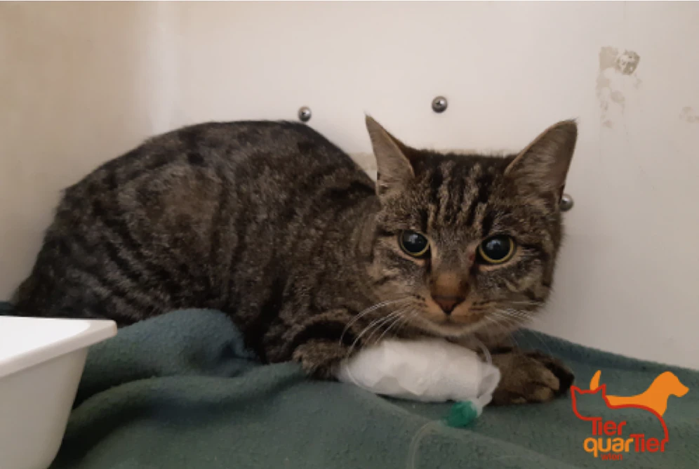 Die grau getigerte Katze wurde in einem komatösen Zustand gefunden. Nun wartet sie im TierQuarTier auf die Abholung durch ihren Besitzer.