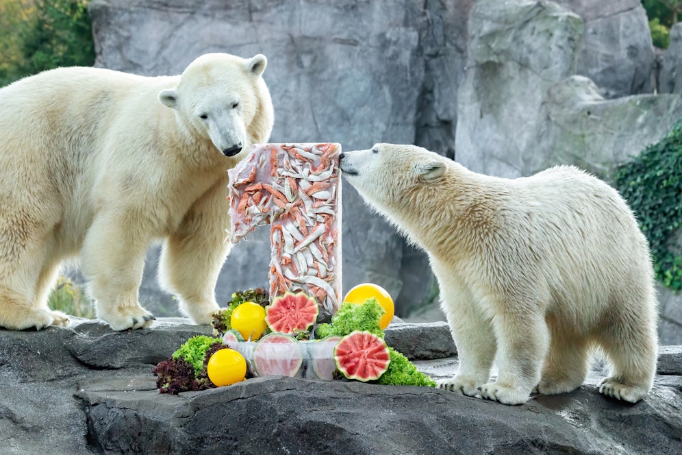 Schönbrunner Eisbärin Finja wurde ein Jahr alt.