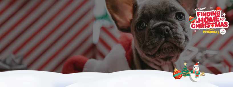 Flauschig in den Dezember: The Pet Show ab 1. Dezember auf A1now!