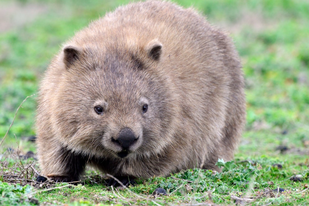 Die knuffigen australischen Wombats sind ebenfalls biofluoreszierend