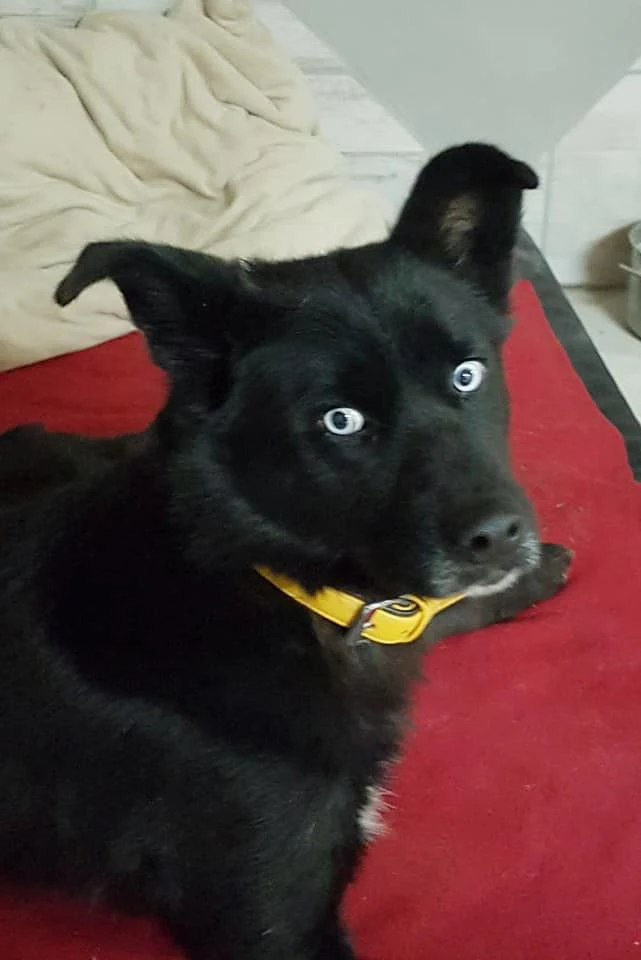 "Blacky" kämpft um sein Leben.