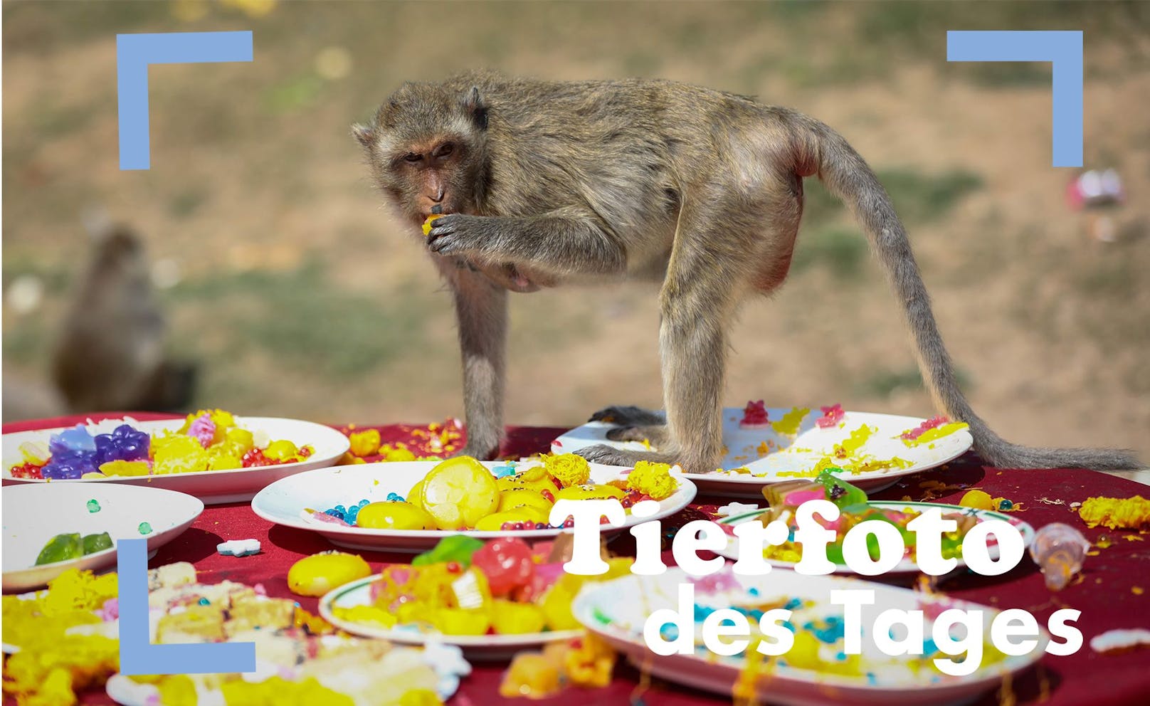 Beim "Monkey Buffet Festivalt" in Lopburi, Thailand, dürfen sich Affen den ganzen Tag mit Früchten und Säften den Bauch vollschlagen. Ein Dank der Bevölkerung, weil die Affen die Touristen anlocken. 