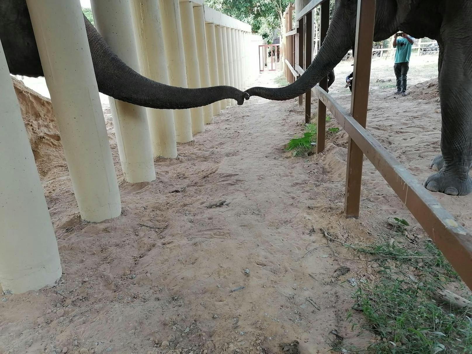 <strong>Elefantenbulle "Kaavan" </strong><a href="https://www.heute.at/s/ruehrend-kaavan-hat-sanften-kontakt-mit-einer-dame-100115356">durfte endlich aus dem Horror-Zoo und seiner Einzelhaft entfliehen und bereits erste Kontakte mit seiner zukünftigen Elefantendame knüpfen. </a>(Dezember 2020) <br>