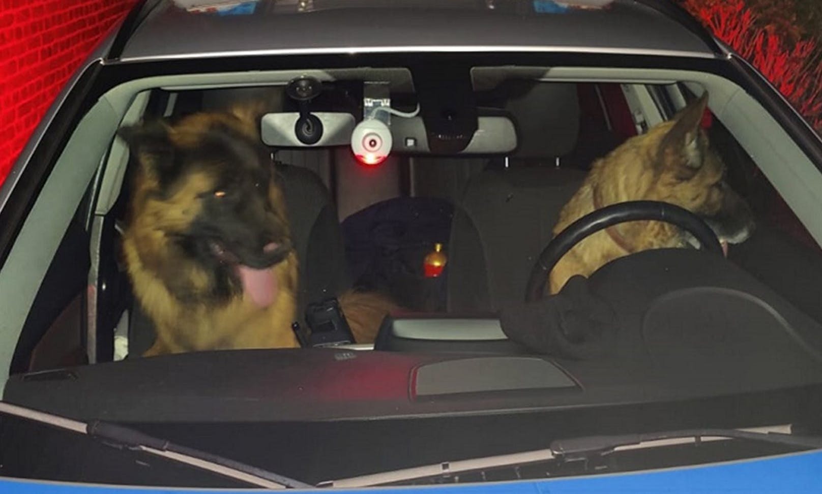 Diese zwei ausgebüxten Schäferhunde setzten sich selbstständig ins leere Polizeiauto. 